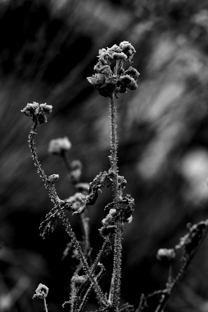 2025-12-17 Frost