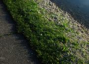 striped / gestreift