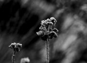 Frost